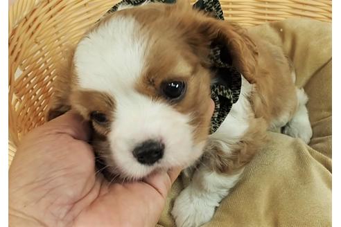 成約済の埼玉県のキャバリアキングチャールズスパニエル-131434の4枚目
